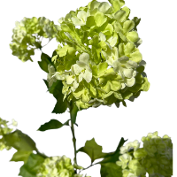 Zijde Viburnum groen closeup